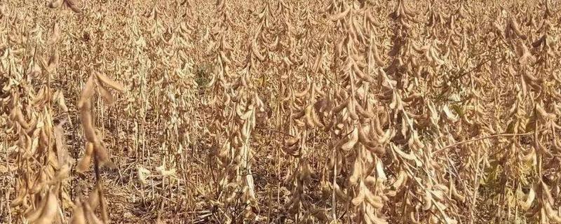大豆成熟有哪些收获要求，收获期为黄熟末期到完熟期