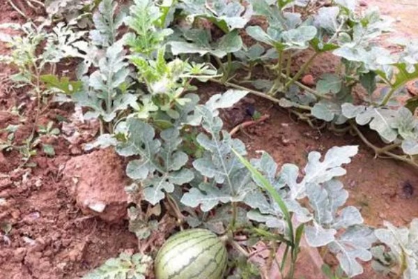 怎么管理西瓜藤蔓,长到5-6片真叶时进行倒藤