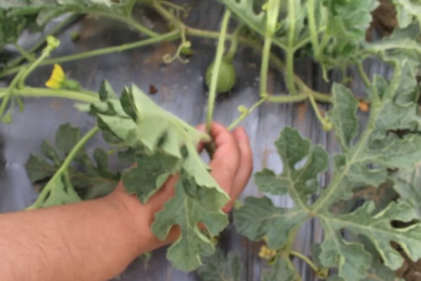 怎么管理西瓜藤蔓,长到5-6片真叶时进行倒藤