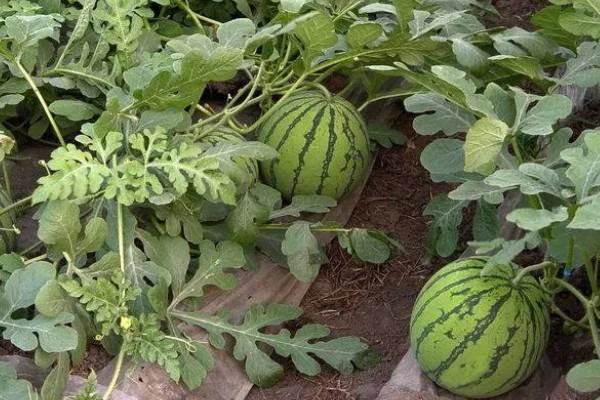 怎么管理西瓜藤蔓,长到5-6片真叶时进行倒藤