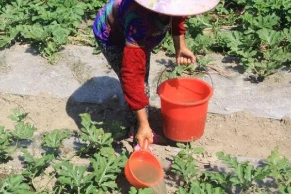 怎么管理西瓜藤蔓,长到5-6片真叶时进行倒藤