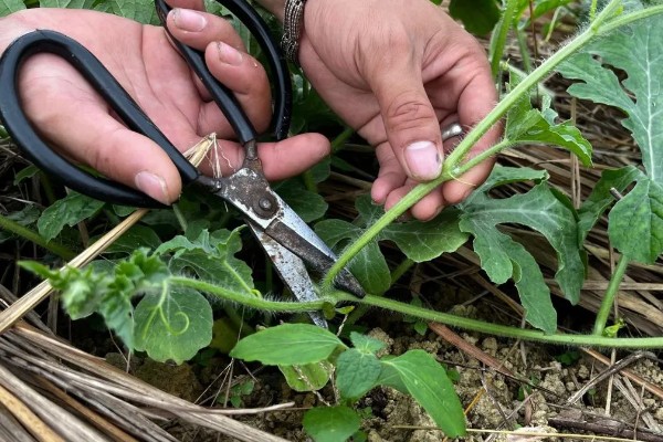 怎么管理西瓜藤蔓,长到5-6片真叶时进行倒藤