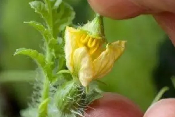 怎么管理西瓜藤蔓,长到5-6片真叶时进行倒藤