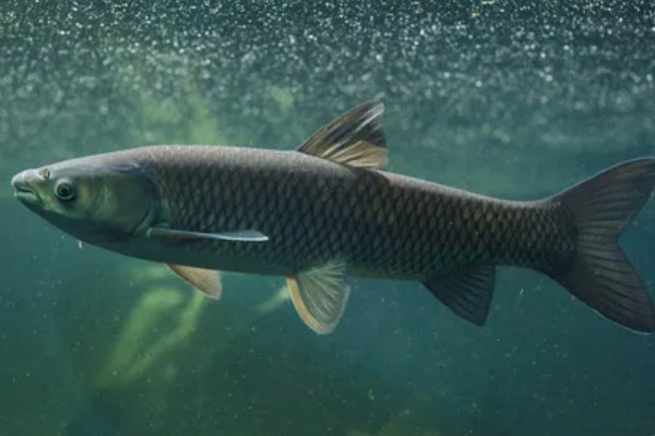 草鱼吃什么，吃水草、嫩叶等