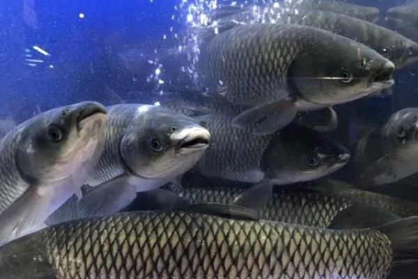 草鱼吃什么，吃水草、嫩叶等