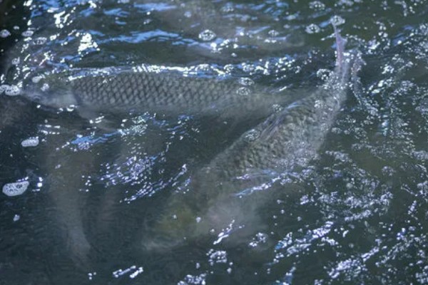 草鱼吃什么，吃水草、嫩叶等