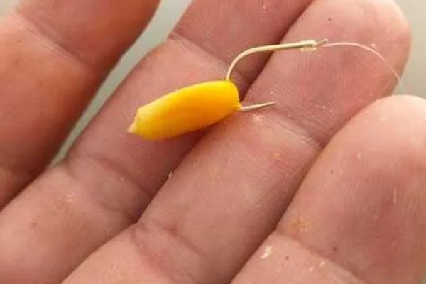 草鱼吃什么，吃水草、嫩叶等