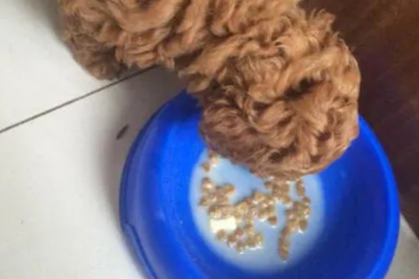 幼犬低血糖症怎么治疗，紧急措施是给它喝糖水