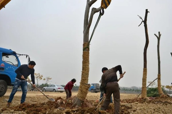九月份可以移栽树木吗，九月份可以移栽树木