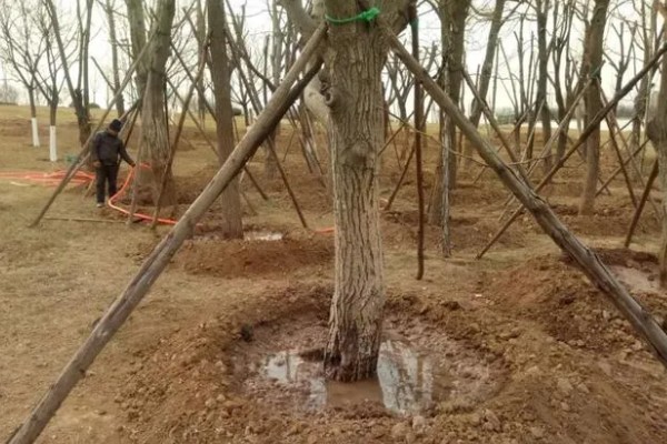 九月份可以移栽树木吗，九月份可以移栽树木