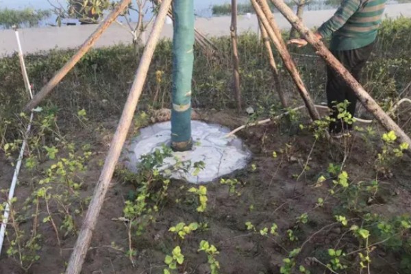 九月份可以移栽树木吗，九月份可以移栽树木