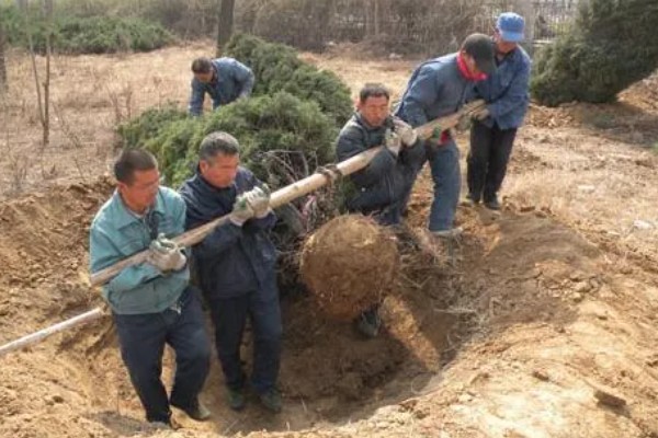 九月份可以移栽树木吗，九月份可以移栽树木