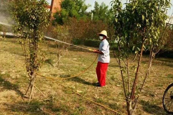 九月份可以移栽树木吗，九月份可以移栽树木