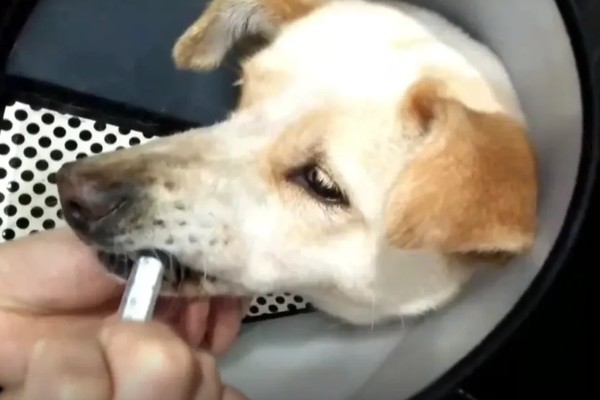 幼犬低血糖症怎么治疗，紧急措施是给它喝糖水