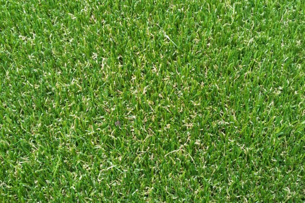 果岭草怎么种植，撒播种子后覆盖薄土