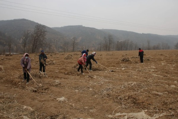 果岭草怎么种植，撒播种子后覆盖薄土