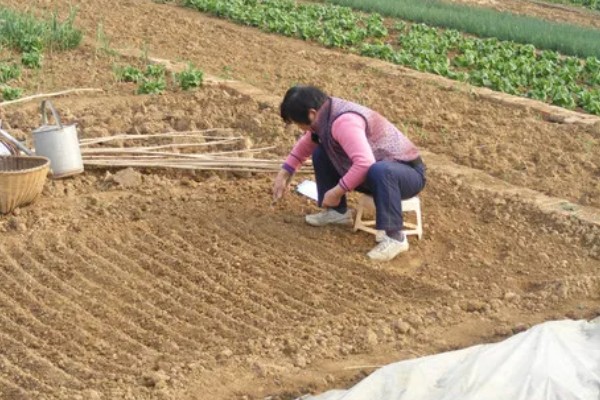 果岭草怎么种植，撒播种子后覆盖薄土