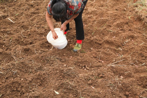 果岭草怎么种植，撒播种子后覆盖薄土