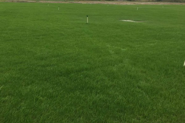 果岭草怎么种植，撒播种子后覆盖薄土