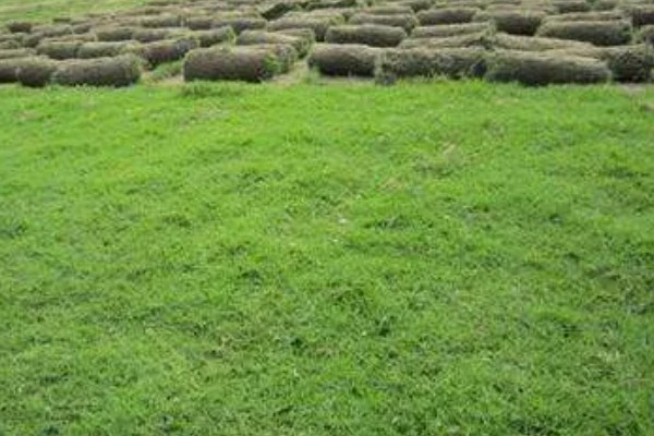 果岭草怎么种植，撒播种子后覆盖薄土