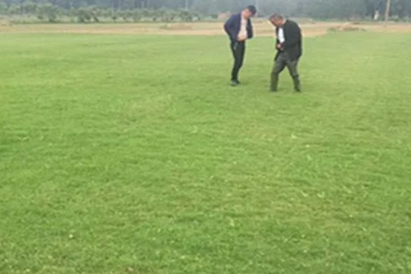 果岭草怎么种植，撒播种子后覆盖薄土