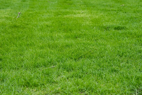 果岭草怎么种植，撒播种子后覆盖薄土