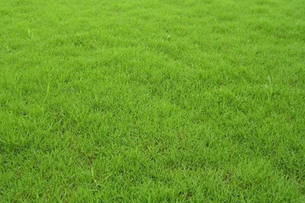 果岭草怎么种植，撒播种子后覆盖薄土