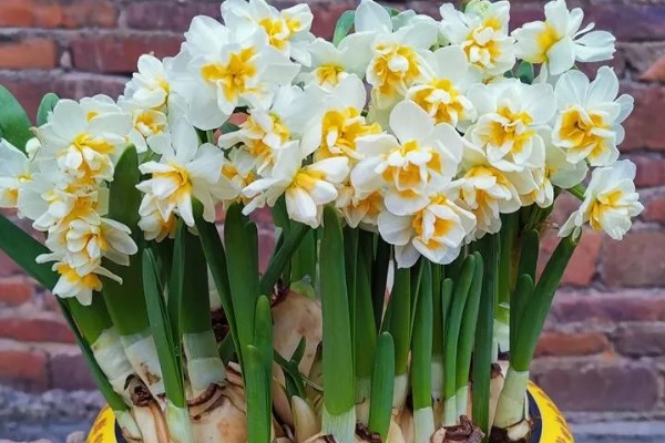 水仙花的花语，寓意思念想念、期盼爱情等