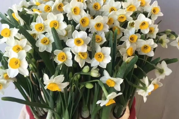 水仙花的花语，寓意思念想念、期盼爱情等