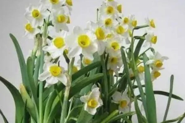 水仙花的花语，寓意思念想念、期盼爱情等