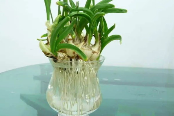 水仙花的花语，寓意思念想念、期盼爱情等