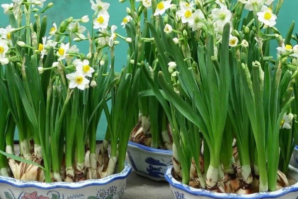 水仙花的花语，寓意思念想念、期盼爱情等
