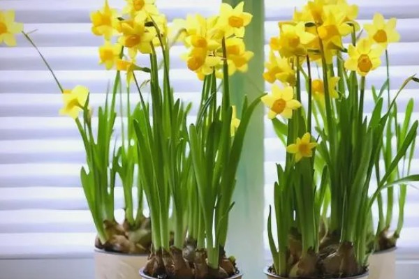 水仙花的花语，寓意思念想念、期盼爱情等