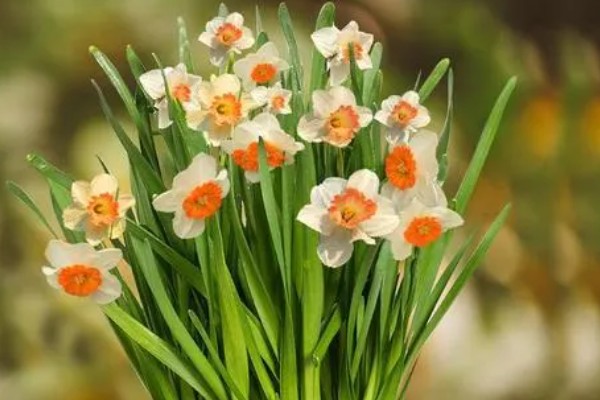 水仙花的花语，寓意思念想念、期盼爱情等