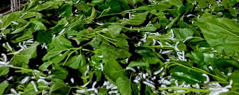 蚕吐绿水的原因，其实这是蚕中毒的表现