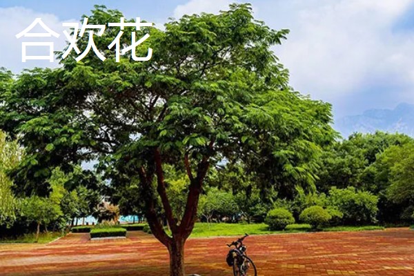 合欢花与旋覆花的区别,生长环境与叶子等均不同