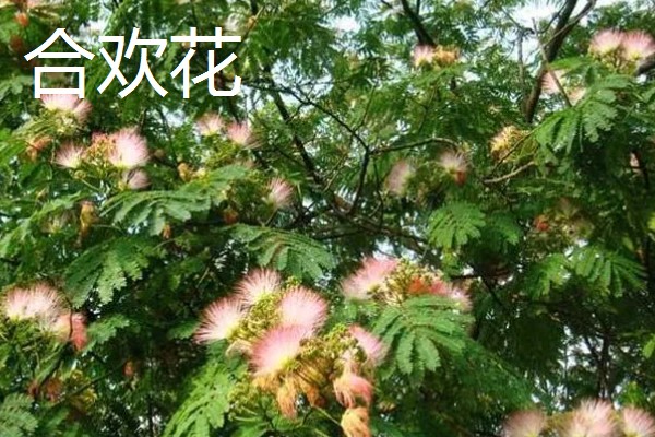 合欢花与旋覆花的区别,生长环境与叶子等均不同