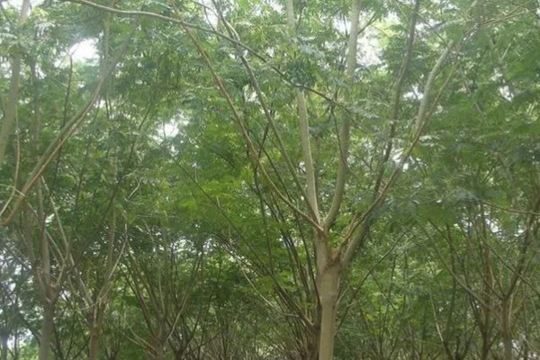 合欢花与旋覆花的区别,生长环境与叶子等均不同