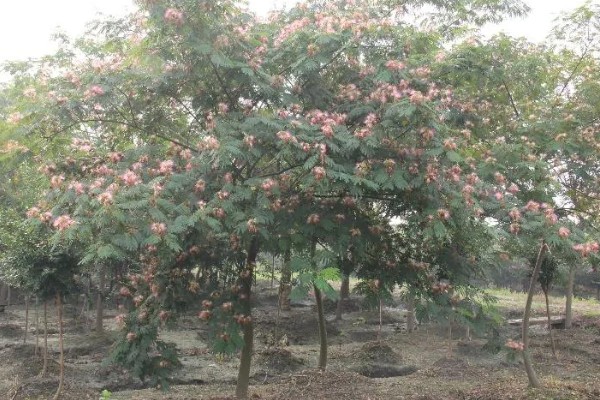 合欢花与旋覆花的区别,生长环境与叶子等均不同