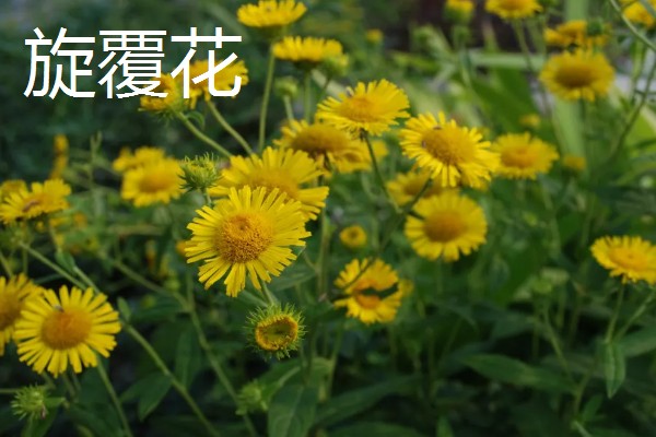 合欢花与旋覆花的区别,生长环境与叶子等均不同