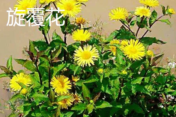 合欢花与旋覆花的区别,生长环境与叶子等均不同