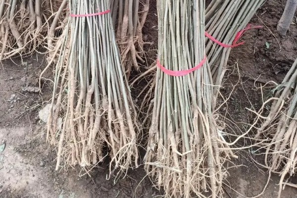 合欢花与旋覆花的区别,生长环境与叶子等均不同