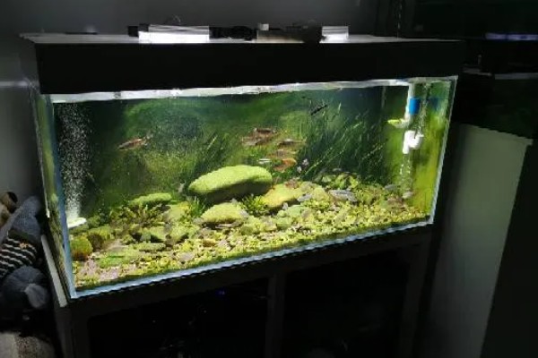 鱼缸uv灯正确的使用方法，首先要安装好进水管和出水管