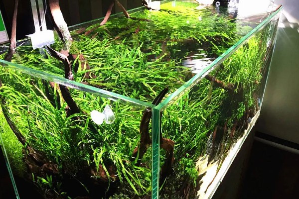 鱼缸uv灯正确的使用方法，首先要安装好进水管和出水管