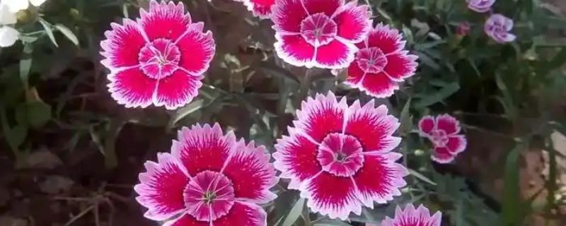 石竹花怎么育苗，浸泡种子后再播种