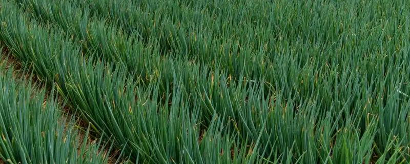 大葱的栽培技术，播前15-20天施足腐熟的有机肥