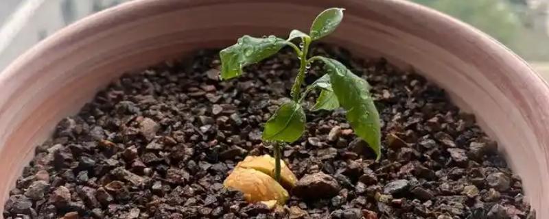 牛油果盆栽种植方法，要将其放在向阳的环境中养护