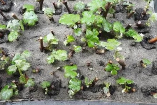 葡萄的扦插时间，以3-5月份为宜