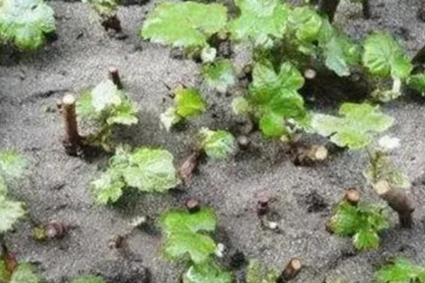 葡萄的扦插时间，以3-5月份为宜