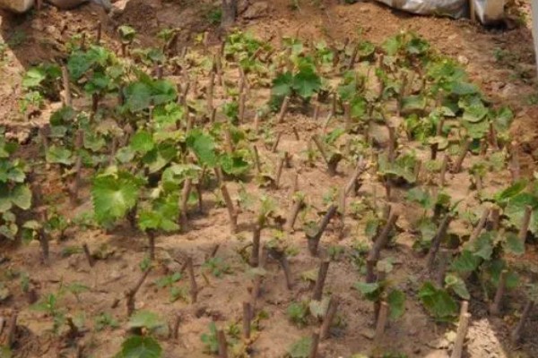 葡萄的扦插时间，以3-5月份为宜